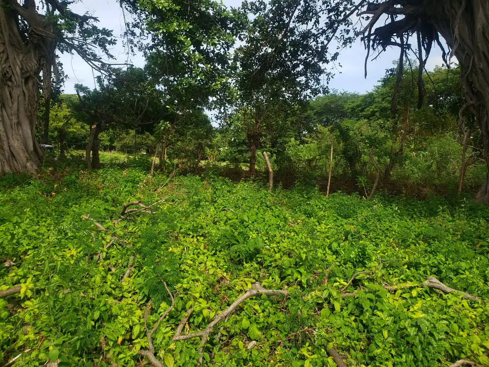 Terreno en Venta | Ticomo Sur
